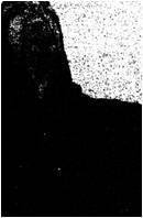 Black Cilice : Human Poisoning